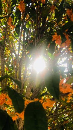 あなたの歩幅で今日もいこうの記事動画