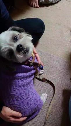 夢ちゃんお空に旅立ちましたの記事動画