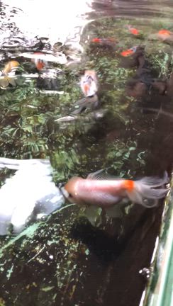 鈴木東錦と10年の記事動画