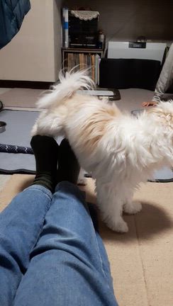 MOCOちゃんの変な癖の記事動画