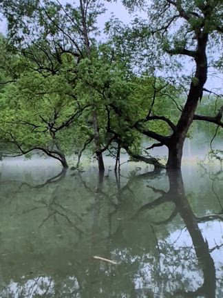 憧れの絶景！白川湖の水没林②の記事動画