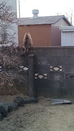 「食べる」のコントロールは簡単ではない？の記事動画