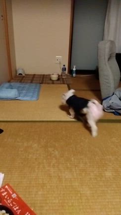 【2024年11月10日】やきいもフェスに行ったんだけどね…の記事動画