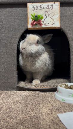 最近ずっと顔が揺れよるとよたんの記事動画