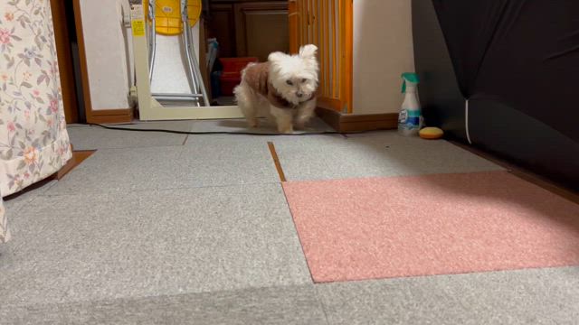 【2025年3月16日】歩き方おかしかったんだけど…の記事動画
