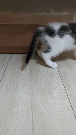 ご支援のお礼と、赤ちゃんの成長❤️の記事動画