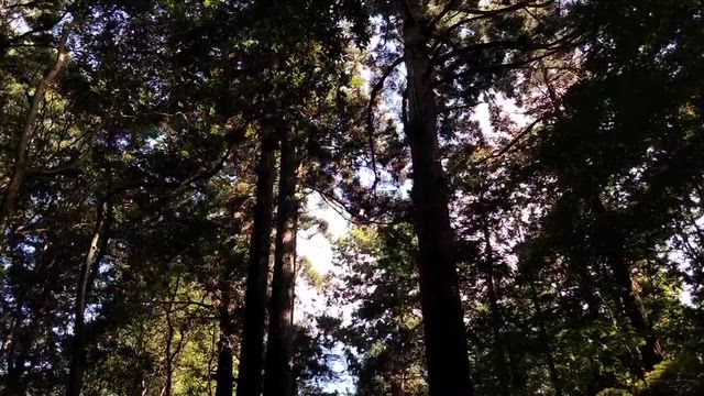 鹿島神宮で大ナマズの頭を押さえる要石の記事動画