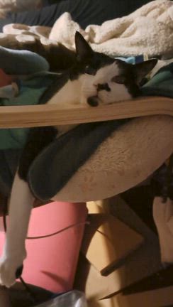 ふくふくの細胞診の結果と優しいみるくの記事動画