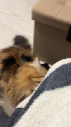 猫のフレーメン反応！真顔の変顔が可愛い♡の記事動画