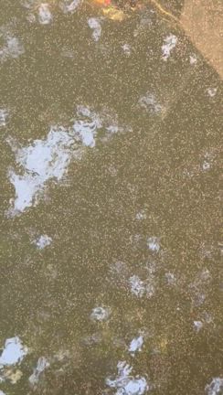水路復活、ミジンコ爆誕の記事動画