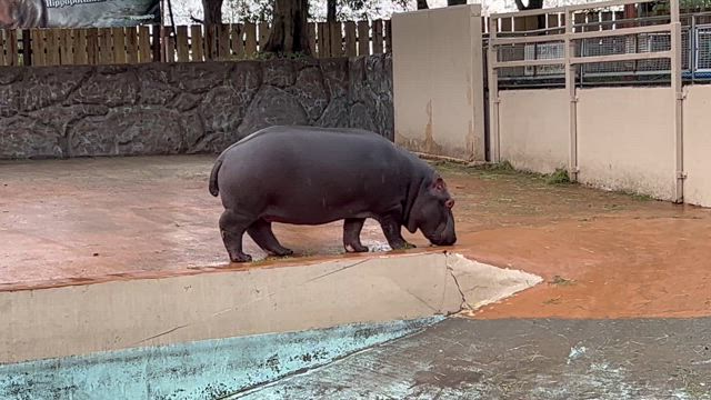 【裏話/子供達と過ごす休日】愛しのカバくんに会いに…の記事動画