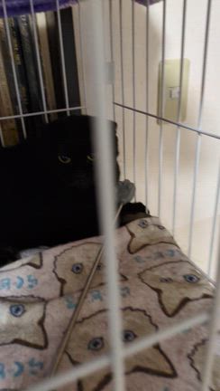 十二（とに〜）7・進歩‼️そして、カクマも…の記事動画