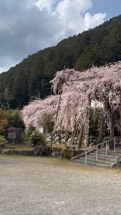 桜追っかけて、part 2の記事動画