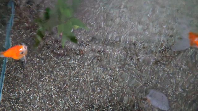 金魚さんがビリビリ発信の記事動画