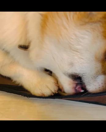 犬に【向上心】はない。の記事動画