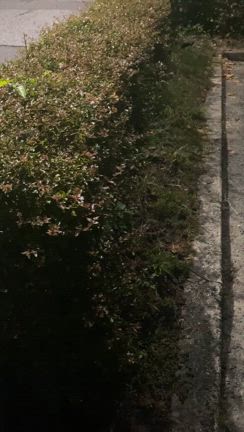 偲びながら散歩の記事動画