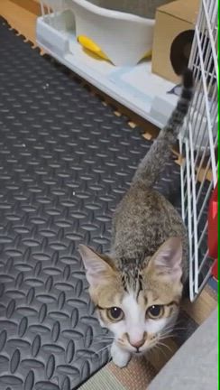 ちょこっと猫部　ジュジュ正式譲渡の記事動画