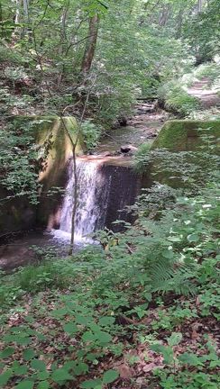 森林浴の記事動画