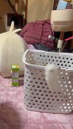 しーたん師走の舞の記事動画