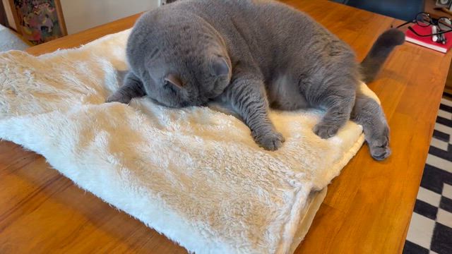 ものもらい育つの記事動画