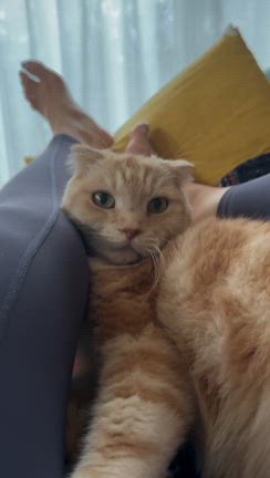 小顔になりたい人へ。たるみも引き上げる“頭皮マッサージャー”が本当に良かった話。の記事動画