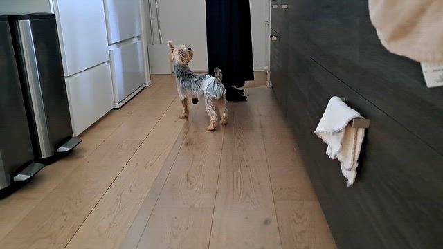 まだあどけない保護犬ちゃんの記事動画
