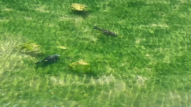 秋の始まり　2025/09/01の記事動画