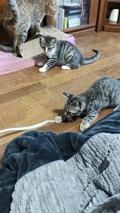 ジャネットの野辺送りをして参りましたの記事動画