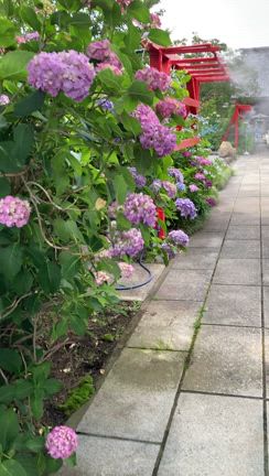 紫陽花で見事な松源寺さんの記事動画