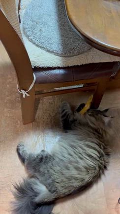 オーナーさまより♡の記事動画