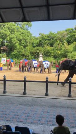 ひっさびさの海外旅行タイ ・バンコクに行く②〜象に乗るの記事動画