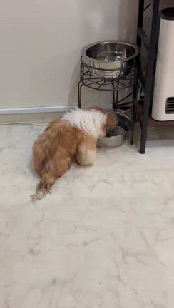 なんでもできるの記事動画