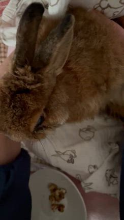 チャッピーちゃんと、メシマコブの記事動画