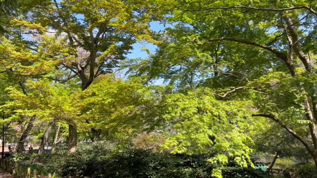 新緑シーズンの記事動画