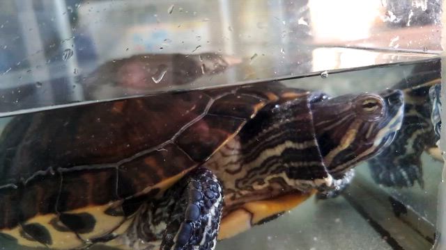 ちょっと安心しましたε-(´∀｀*)の記事動画