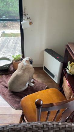 今日もしんちゃんはの記事動画