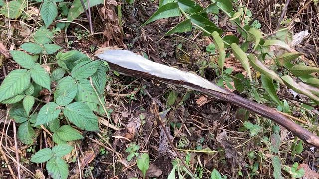 冬の高尾山ハイキング その3 12.13.2025 ③の記事動画