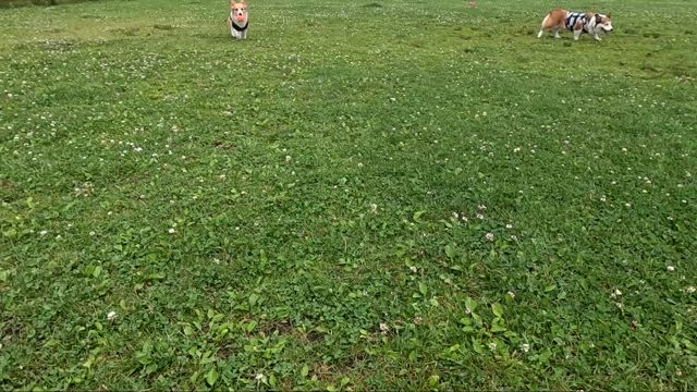 ドッグリゾートWOOF（動画）の記事動画