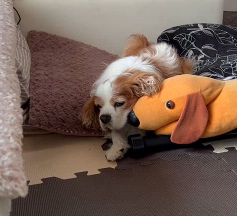 この時間が好きやわー^_^の記事動画