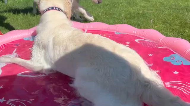 初プールの記事動画