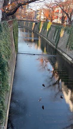 代官山のクリスマスデコレーションの記事動画