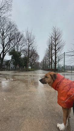 雨男りくの記事動画