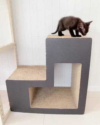 【里親様決定】黒子猫　バステトちゃんの記事動画