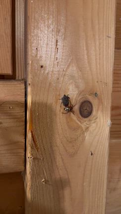 クモがカメムシを捕まえる映像の記事動画