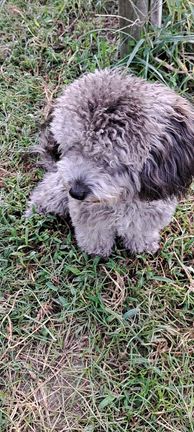 トイプードル　オスの記事動画