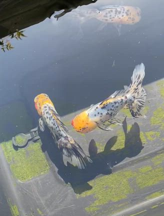 浅葱色でてきましたの記事動画