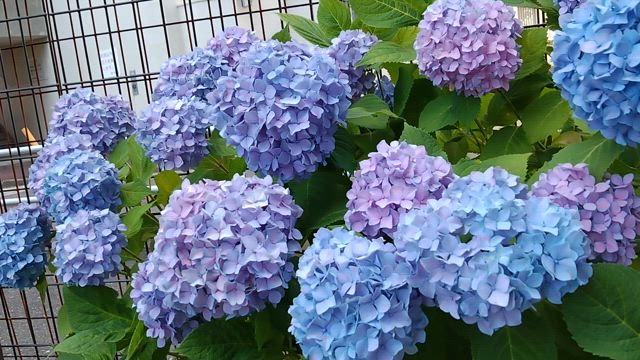 ●季節のケアのポイントと紫陽花の美しさの記事動画