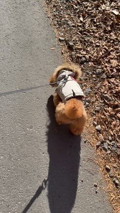 ホームセンターでお買い物の記事動画