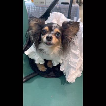 【三越お買物】試食会に参加!!の記事動画