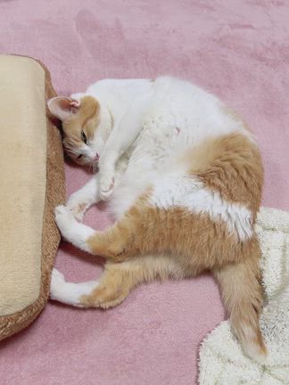 ララちゃん、ほぼ復活！の記事動画